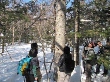 五湖の森もヒグマの痕跡があちこちに・・